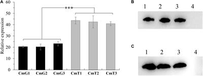 Improving Hypoxia Adaption Causes Distinct Effects on Growth and Bioactive Compounds Synthesis in an Entomopathogenic Fungus Cordyceps militaris